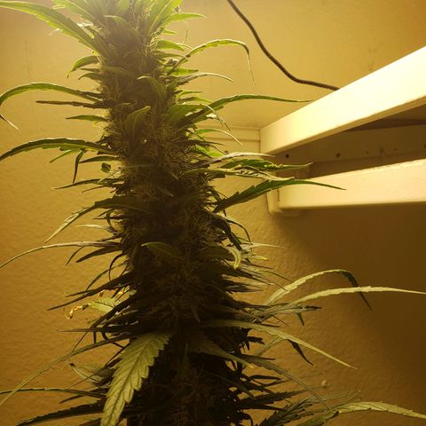 Blue pot  growlog timeline photo
