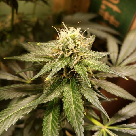 Blue pot  growlog timeline photo