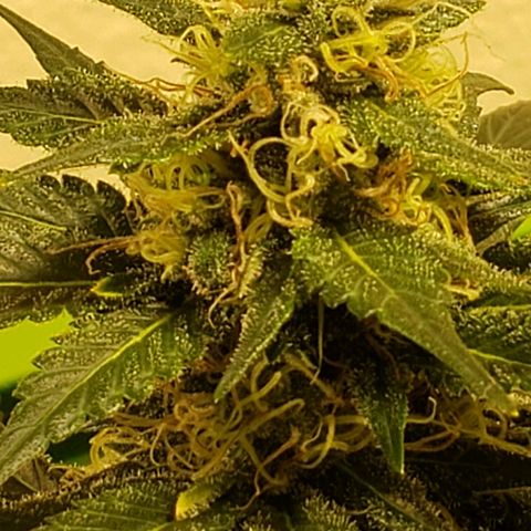 Blue pot  growlog timeline photo