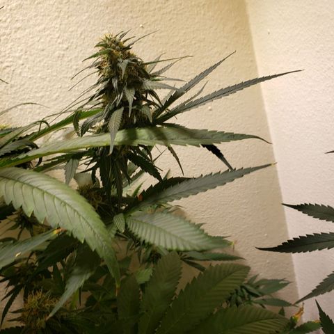 Blue pot  growlog timeline photo