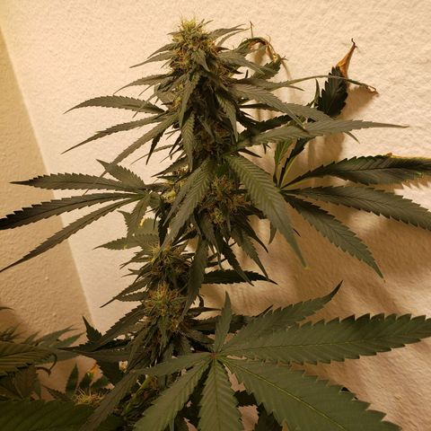 Blue pot  growlog timeline photo