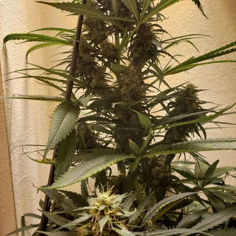 Blue pot  growlog timeline photo