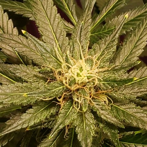 G 13 Mr. HAPPY brown pot  growlog timeline photo