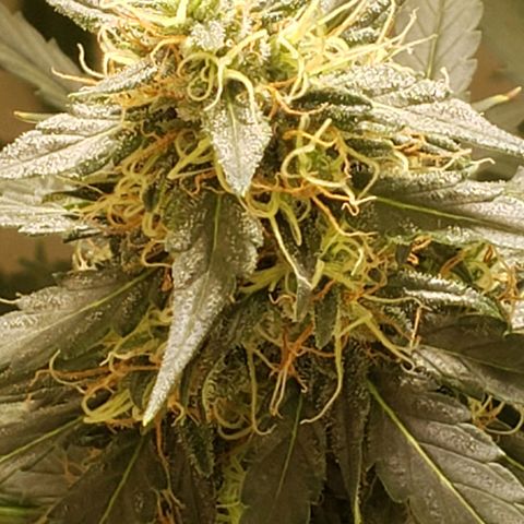 G 13 Mr. HAPPY brown pot  growlog timeline photo