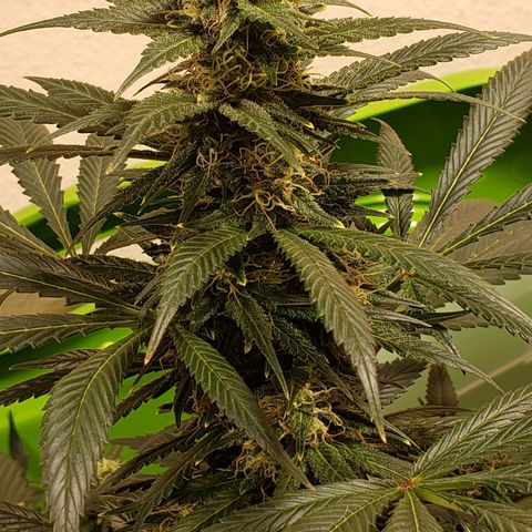 G 13 Mr. HAPPY brown pot  growlog timeline photo