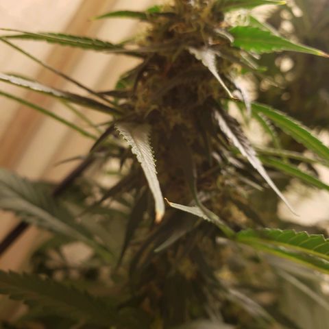 G 13 Mr. HAPPY brown pot  growlog timeline photo