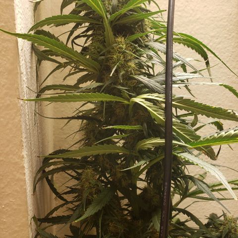 Blue pot  growlog timeline photo