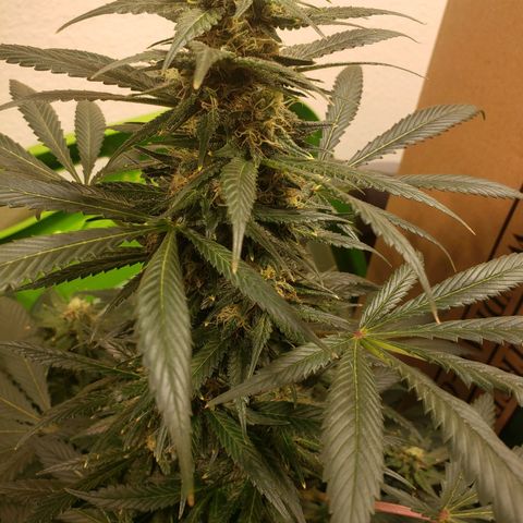 Blue pot  growlog timeline photo