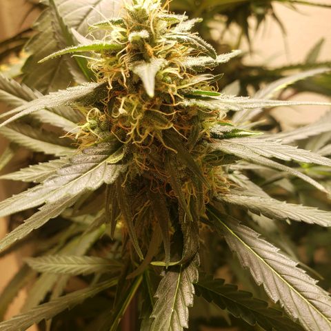 Blue pot  growlog timeline photo