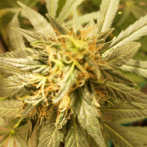 Blue pot  growlog timeline photo