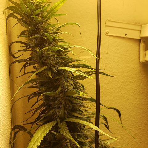 Blue pot  growlog timeline photo