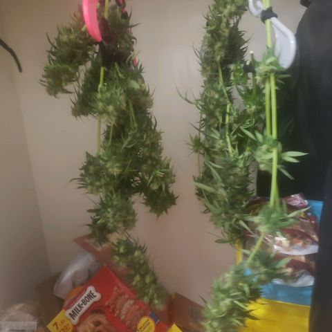 Blue pot  growlog photo: Harvested 