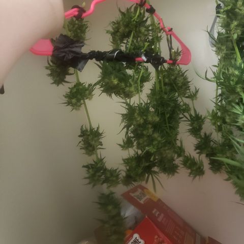 Blue pot  growlog photo: Harvested 