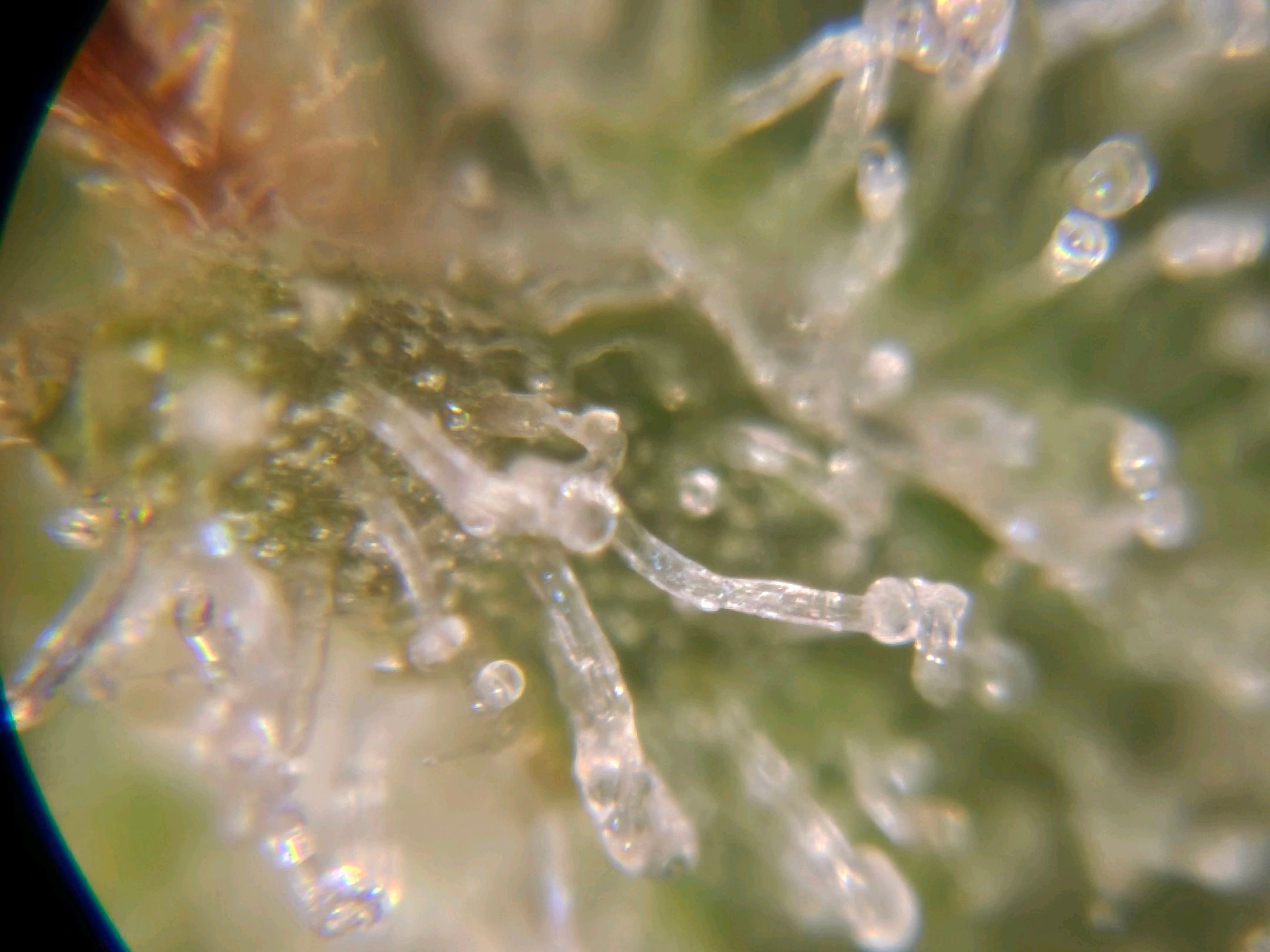 Amnesia lemon 1 growlog header