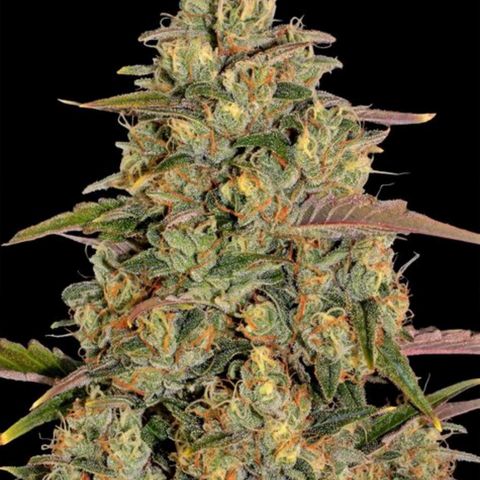 Amnesia lemon 1 growlog photo