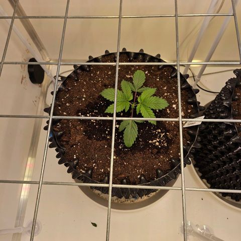 Amnesia lemon 1 growlog photo