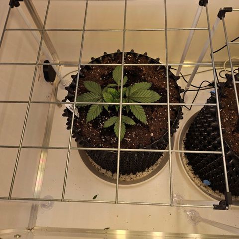 Amnesia lemon 1 growlog photo