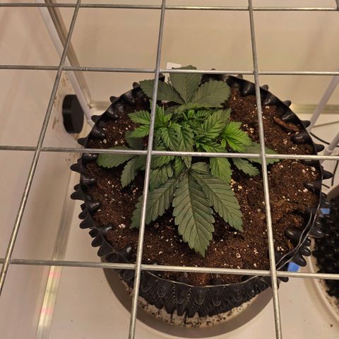 Amnesia lemon 1 growlog photo