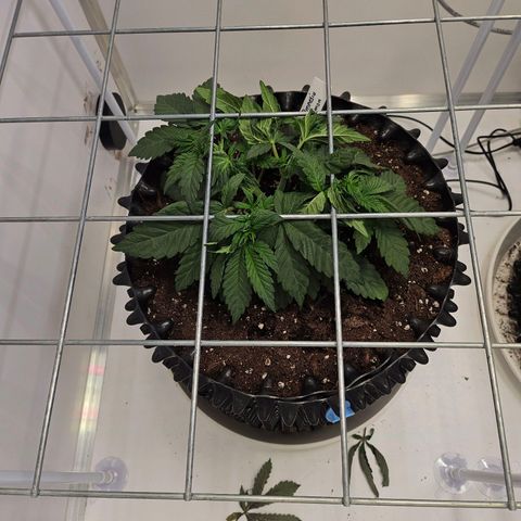 Amnesia lemon 1 growlog photo