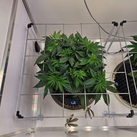 Amnesia lemon 1 growlog timeline photo