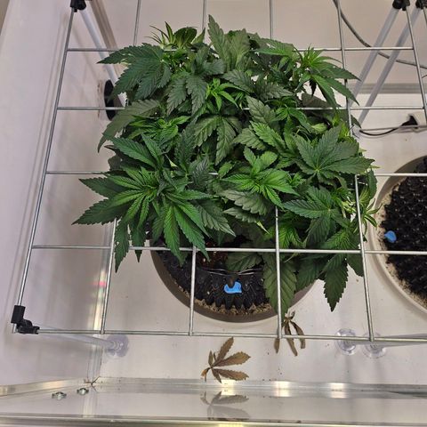 Amnesia lemon 1 growlog timeline photo