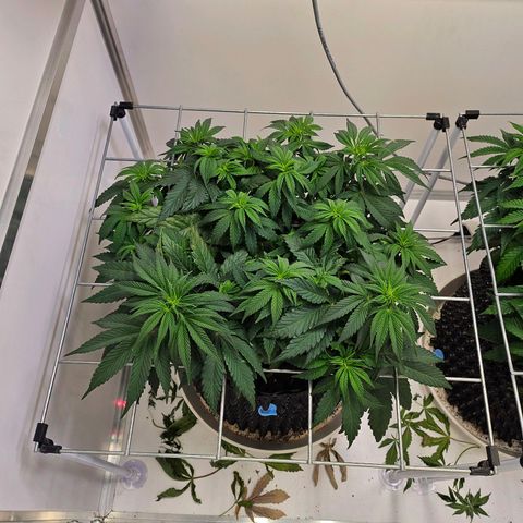 Amnesia lemon 1 growlog timeline photo