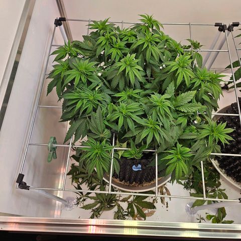 Amnesia lemon 1 growlog timeline photo