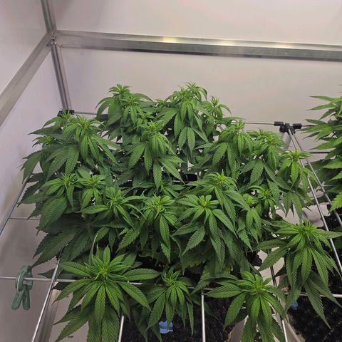 Amnesia lemon 1 growlog timeline photo