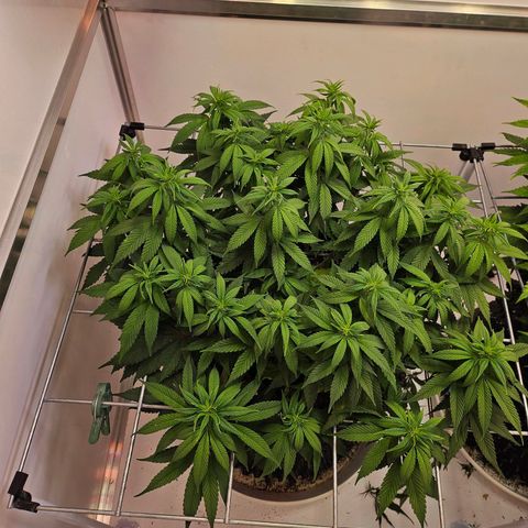 Amnesia lemon 1 growlog timeline photo