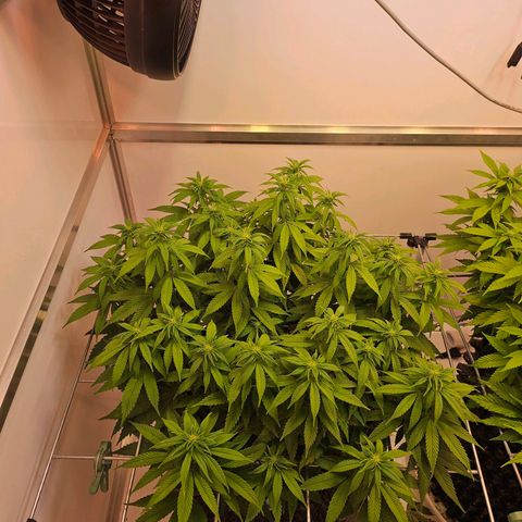 Amnesia lemon 1 growlog timeline photo