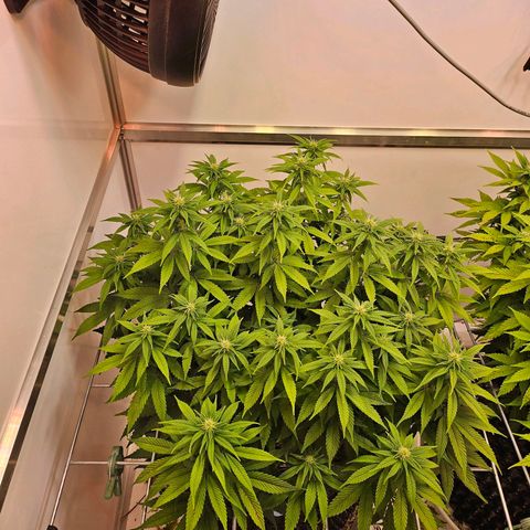 Amnesia lemon 1 growlog timeline photo