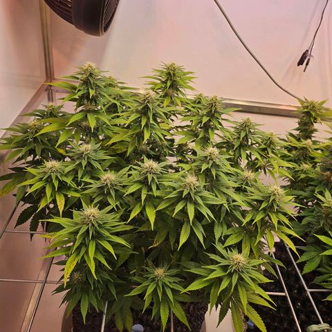 Amnesia lemon 1 growlog timeline photo