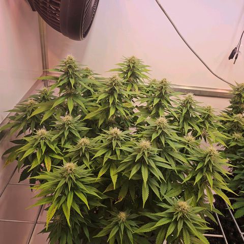 Amnesia lemon 1 growlog timeline photo