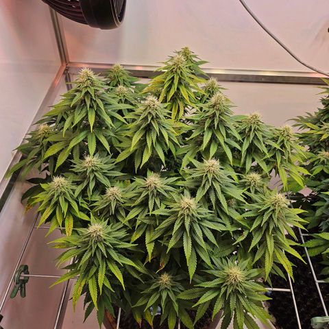 Amnesia lemon 1 growlog timeline photo