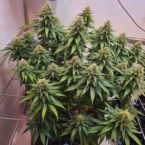 Amnesia lemon 1 growlog timeline photo