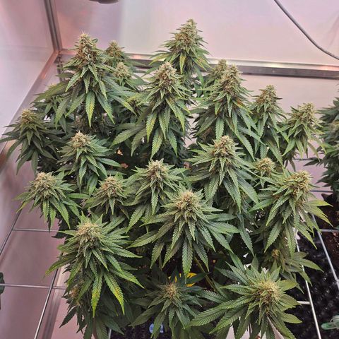 Amnesia lemon 1 growlog timeline photo