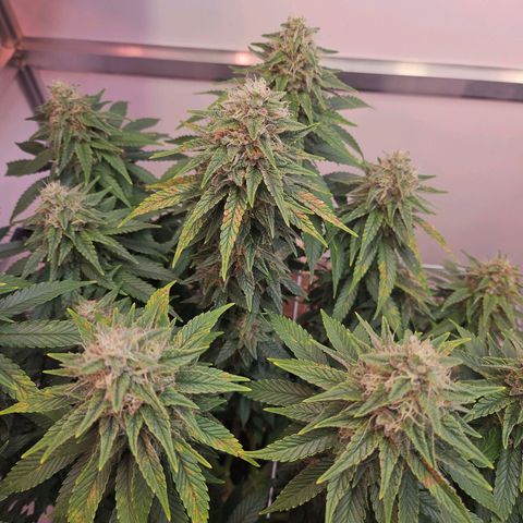 Amnesia lemon 1 growlog timeline photo