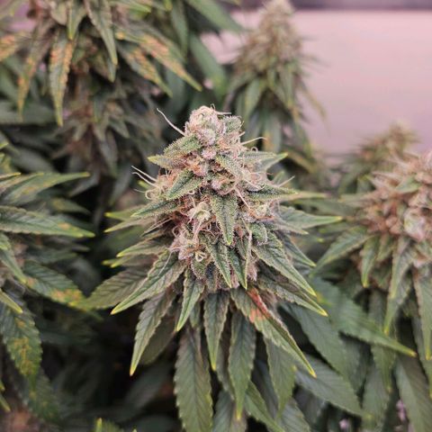 Amnesia lemon 1 growlog timeline photo