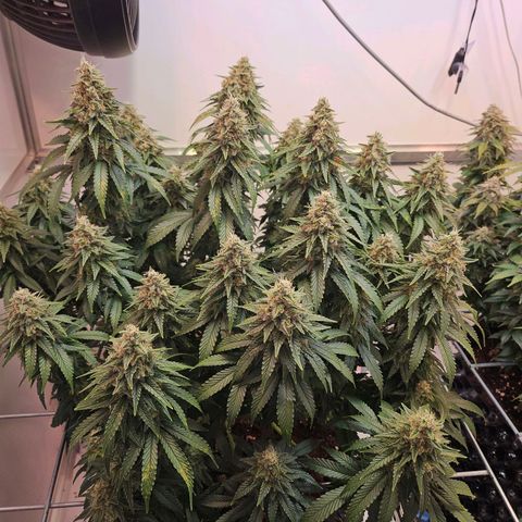 Amnesia lemon 1 growlog timeline photo