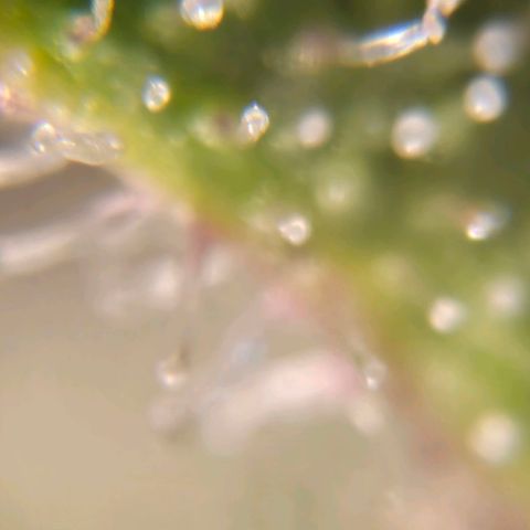 Amnesia lemon 1 growlog timeline photo