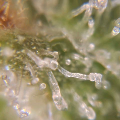 Amnesia lemon 1 growlog timeline photo