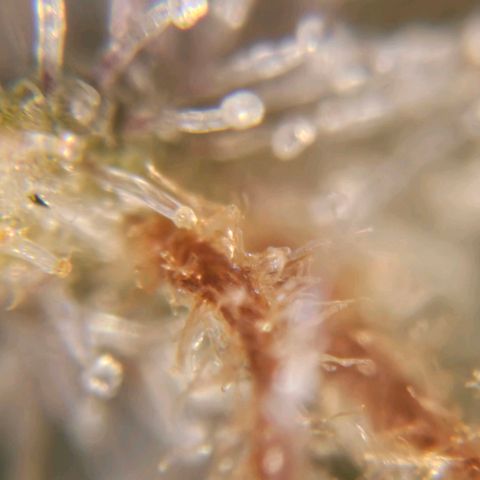 Amnesia lemon 1 growlog timeline photo