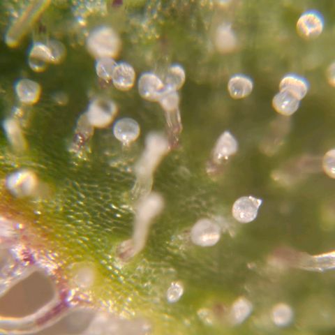 Amnesia lemon 1 growlog timeline photo
