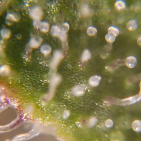 Amnesia lemon 1 growlog timeline photo