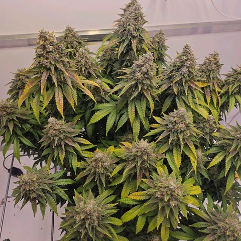 Amnesia lemon 1 growlog timeline photo