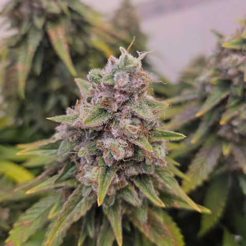 Amnesia lemon 1 growlog timeline photo