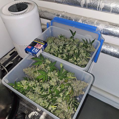 Amnesia lemon 1 growlog timeline photo