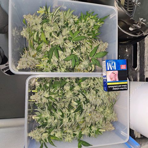 Amnesia lemon 1 growlog timeline photo