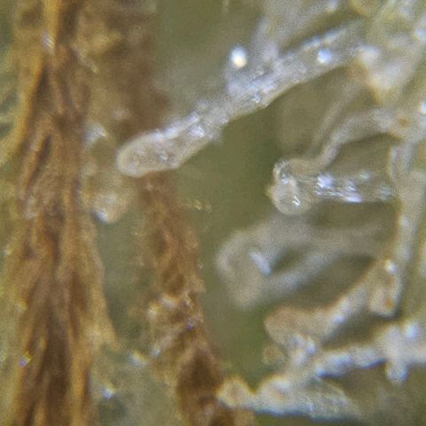 Amnesia lemon 1 growlog timeline photo