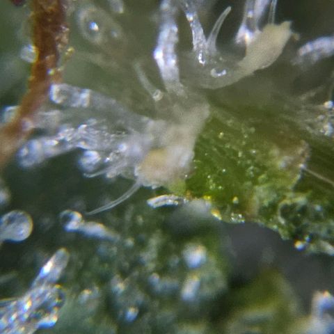 Amnesia lemon 1 growlog timeline photo